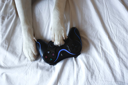 dogs paws lie on the game joystick top viewの写真素材