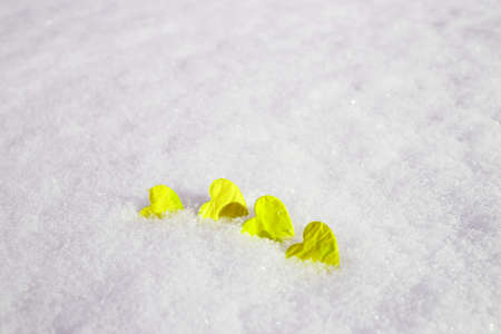 concept Valentines Day: illuminating heart in the snow. selective focusの写真素材