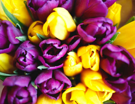 bouquet of yellow and purple tulips. flat lay.の写真素材