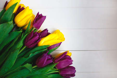 yellow and purple tulips on a gray wooden background. flat lay.の写真素材