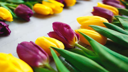 yellow and purple tulips on a gray wooden background. flat layの写真素材