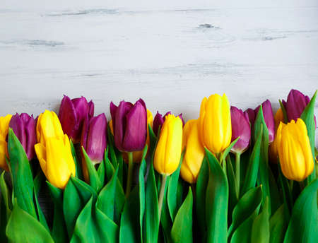 yellow and purple tulips on a gray wooden background. flat lay.の写真素材