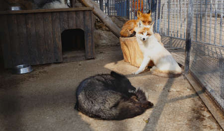 colorful young fluffy foxes in a cage in a zoo.の写真素材