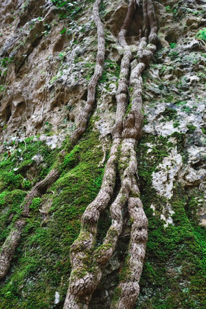 the nature of the mountain gorge: tree roots and mossの写真素材