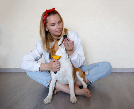 a young woman combing a beagle dog with a furminator. grooming at home.の写真素材