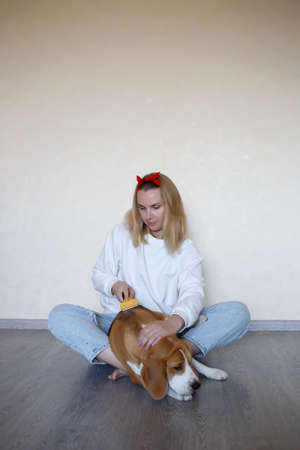 a young woman combing a beagle dog with a furminator. grooming at home.の写真素材