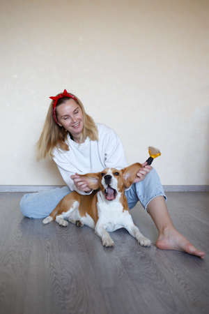 a young woman combing a beagle dog with a furminator. grooming at home.の写真素材