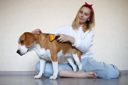 a young woman combing a beagle dog with a furminator. grooming at home.の写真素材
