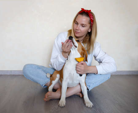 a young woman combing a beagle dog with a furminator. grooming at home.の写真素材