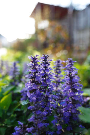 beautiful spring blue flowers in the rays of the setting sun.の写真素材