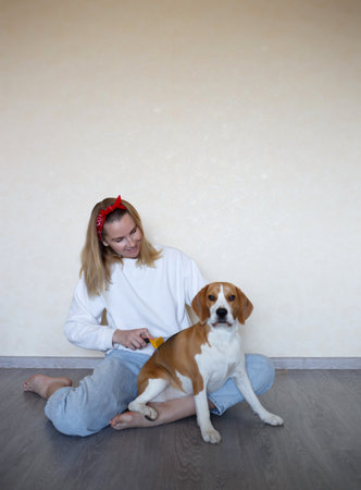 a young woman combing a beagle dog with a furminator. grooming at home.の写真素材