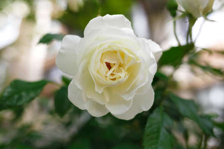 bush of fresh juicy spring white roses, shot close-upの写真素材