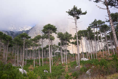 view of the mountains surrounded by coniferous and deciduous trees.の写真素材