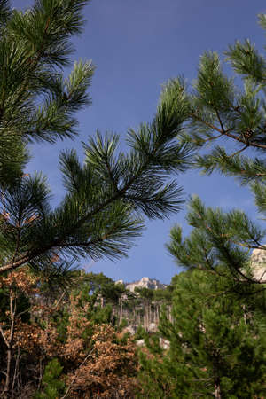view of a mountain lake surrounded by bushes and trees in autumn.の写真素材