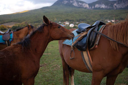 muzzles of two adult brown horses, close-up.の写真素材