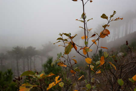 trees in the foggy forest. autumn landscape.の写真素材
