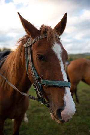 muzzle of an adult brown horse close up.の写真素材
