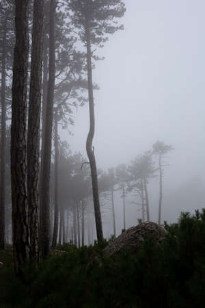 trees in the foggy forest. autumn landscape.の写真素材