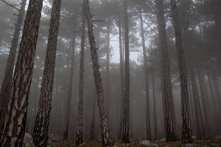 trees in the foggy forest. autumn landscape.の写真素材