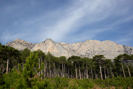 view of the mountains surrounded by coniferous and deciduous trees.の写真素材