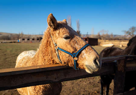 muzzle of an adult brown horse close up.の写真素材