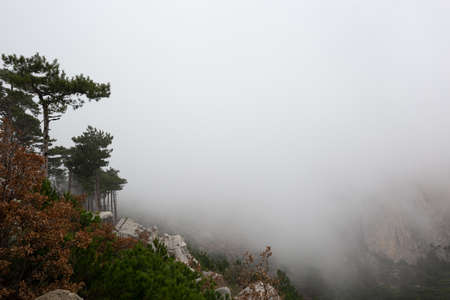 trees in the foggy forest. autumn landscape.の写真素材
