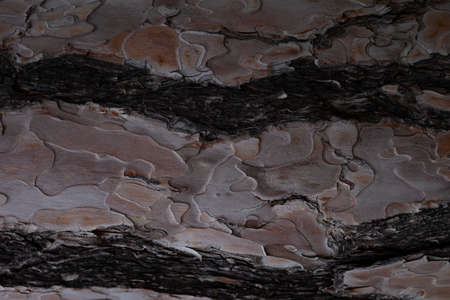 tree bark texture close up. great background for design.