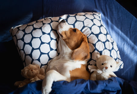 beagle dog lies in bed with soft toys.の写真素材