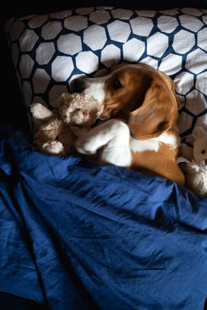 beagle dog lies in bed with soft toys.の写真素材