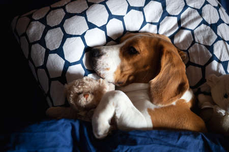 beagle dog lies in bed with soft toys.