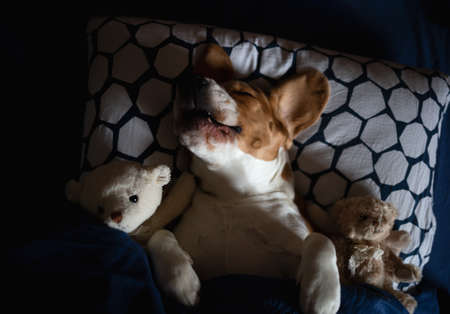 beagle dog lies in bed with soft toys.の写真素材