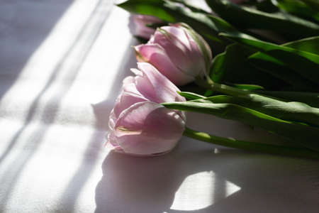 a bouquet of beautiful delicate fresh lilac tulips lies on a white fabric.の写真素材