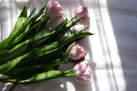 a bouquet of beautiful delicate fresh lilac tulips lies on a white fabricの写真素材