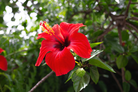 beautiful spring red flower surrounded by lush greenery.の写真素材