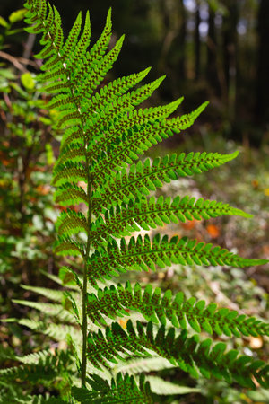 beautiful juicy fern leaf in the autumn forest.の写真素材