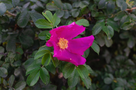 bright beautiful pink flower on a wild rose bush.の写真素材