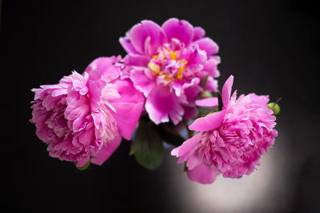 beautiful fresh pink peonies on black background.の写真素材