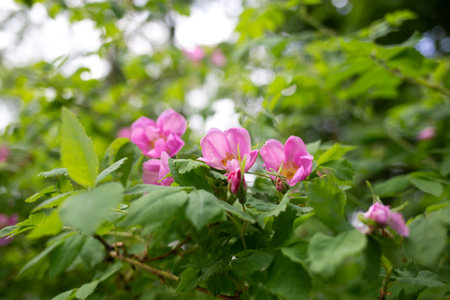 beautiful spring pink flowers surrounded by lush greenery.の写真素材
