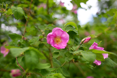beautiful spring pink flowers surrounded by lush greenery.の写真素材
