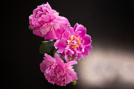 beautiful fresh pink peonies on black backgroundの写真素材