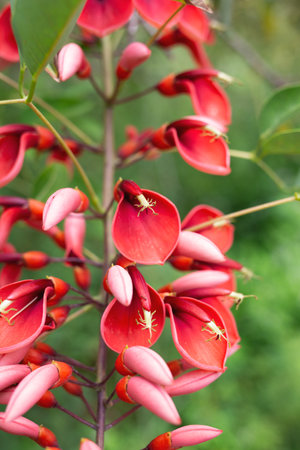 beautiful spring pink flowers surrounded by lush greeneryの写真素材