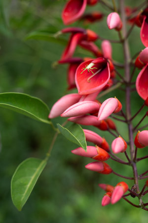 beautiful spring pink flowers surrounded by lush greeneryの写真素材