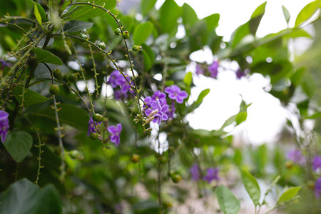 beautiful fresh purple flowers. great background for designの写真素材