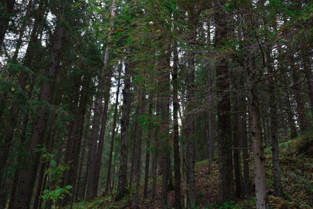view of tall slender green trees in the autumn forest.の写真素材