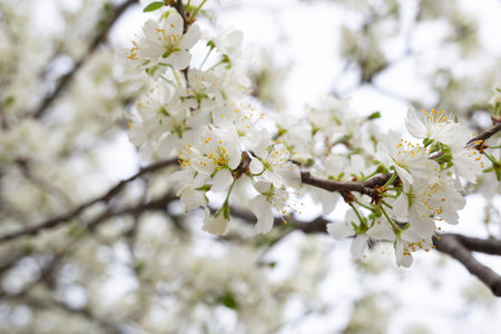 white delicate spring flowers on a large tree.の写真素材