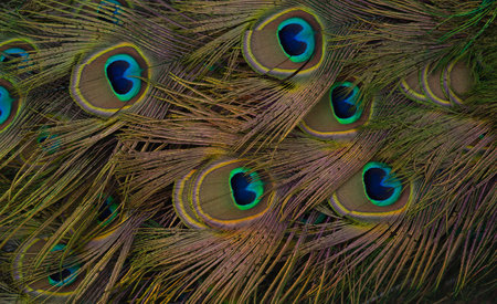 beautiful bright multi-colored peacock tail close-up shot. great background for design.の写真素材