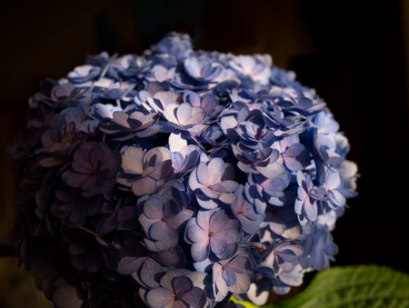 beautiful fresh spring blue hydrangea flower. Close-up shot.の写真素材