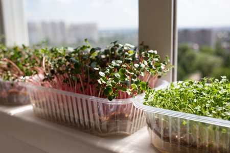 juicy fresh microgreens growing on a windowsill overlooking the cityの写真素材