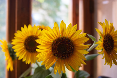 beautiful large yellow sunflowers stand in a vase on a wooden windowsill by the windowの写真素材