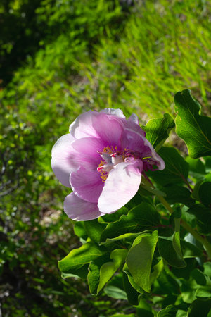 pink fresh beautiful wild peony surrounded by bright greenery in the forest.の写真素材